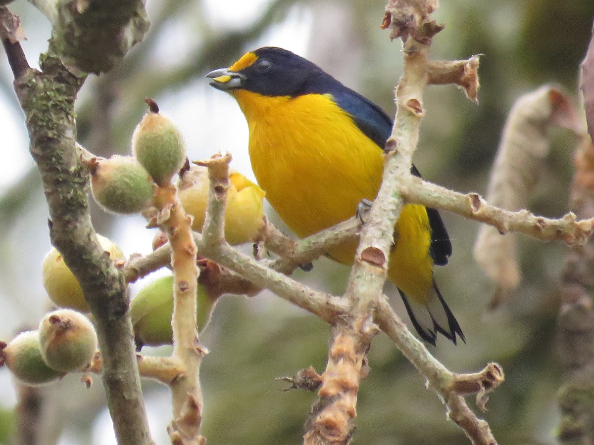 Violaceous Euphonia - ML620001379