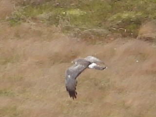 Northern Harrier - ML620001385