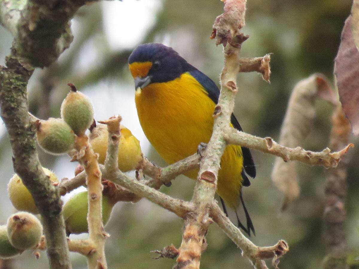 Violaceous Euphonia - ML620001386