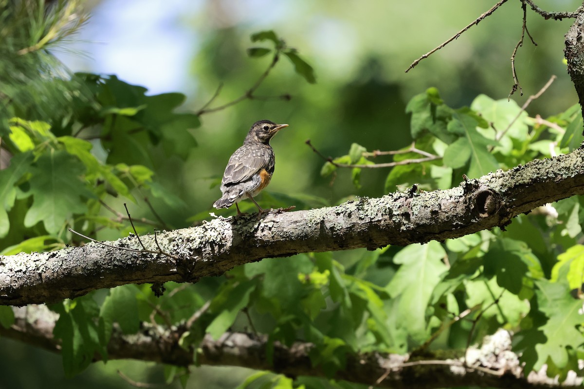 American Robin - ML620001387