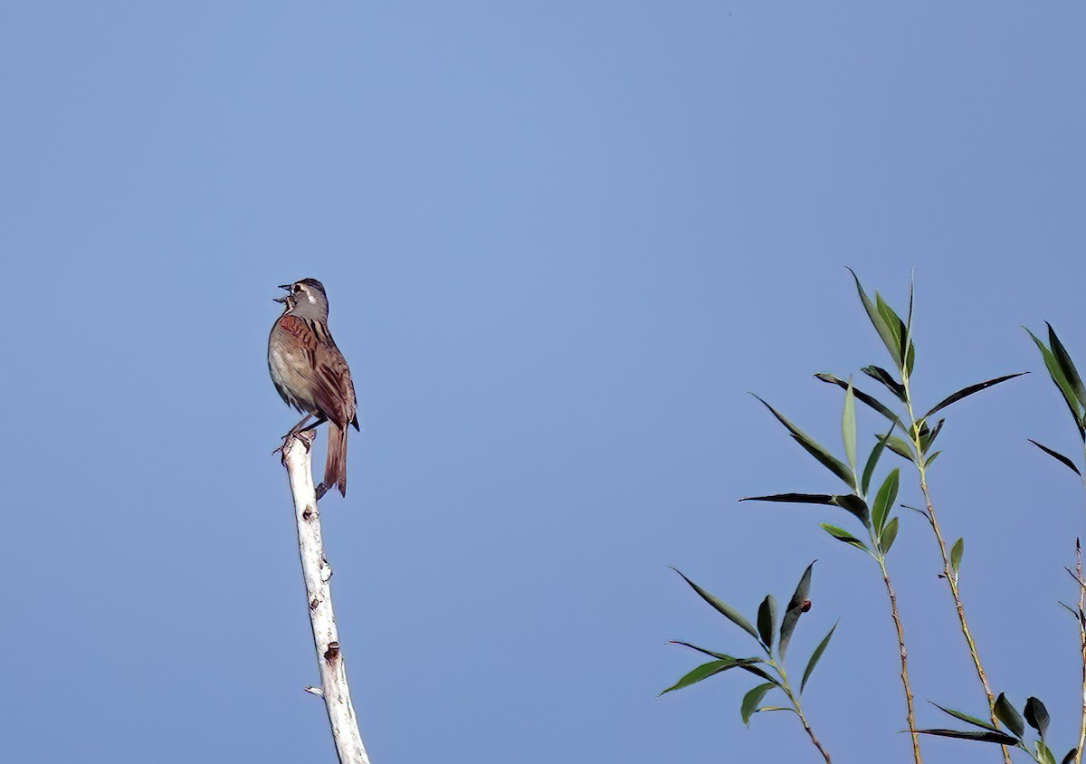 Dickcissel - ML620001388