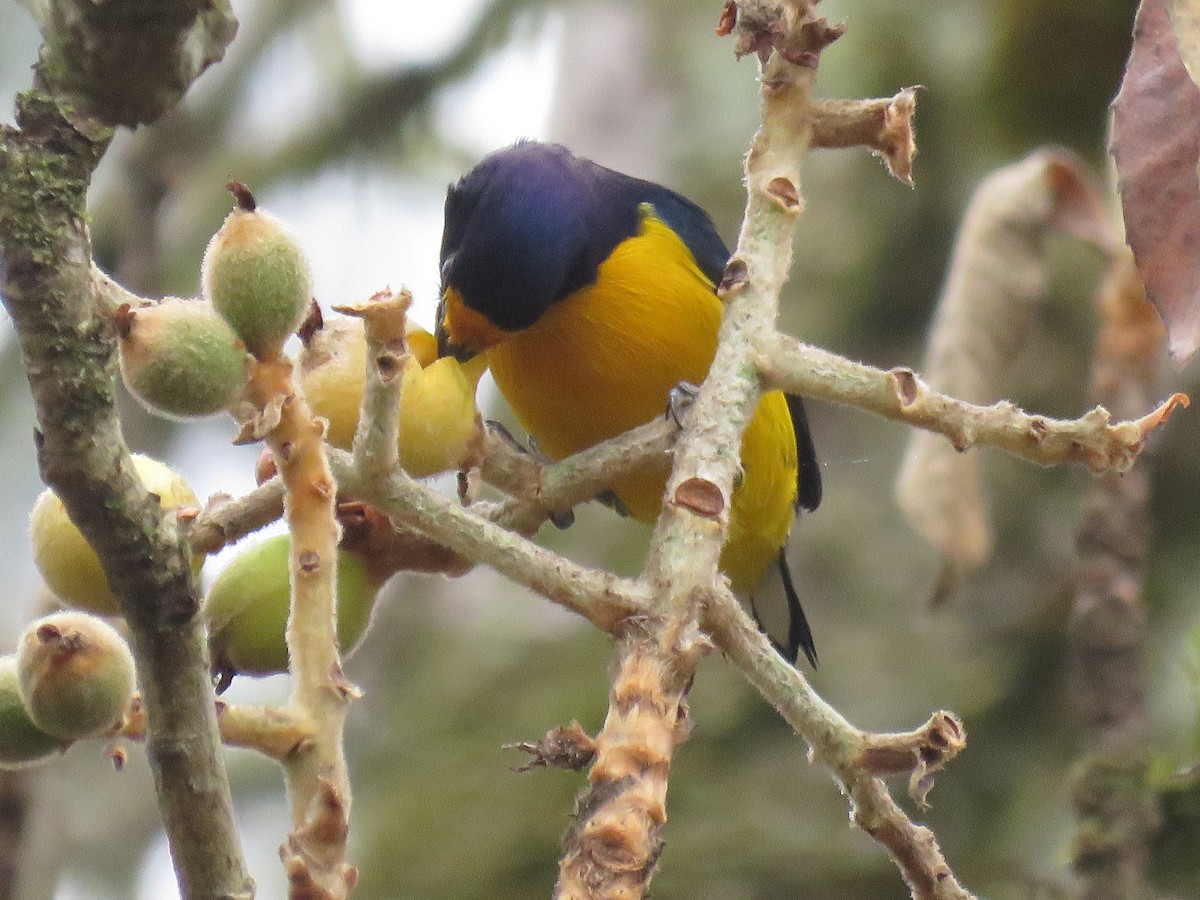 Violaceous Euphonia - ML620001393