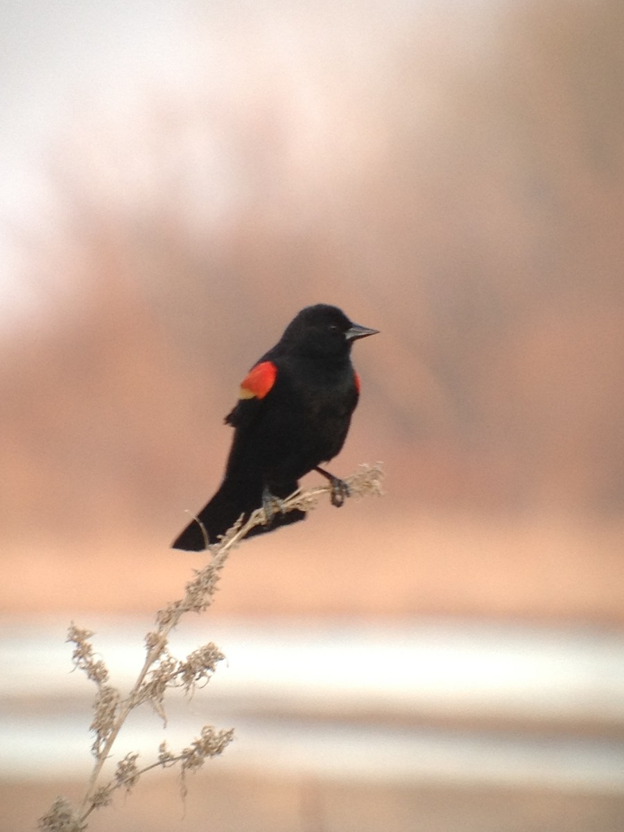 Red-winged Blackbird - ML620001395
