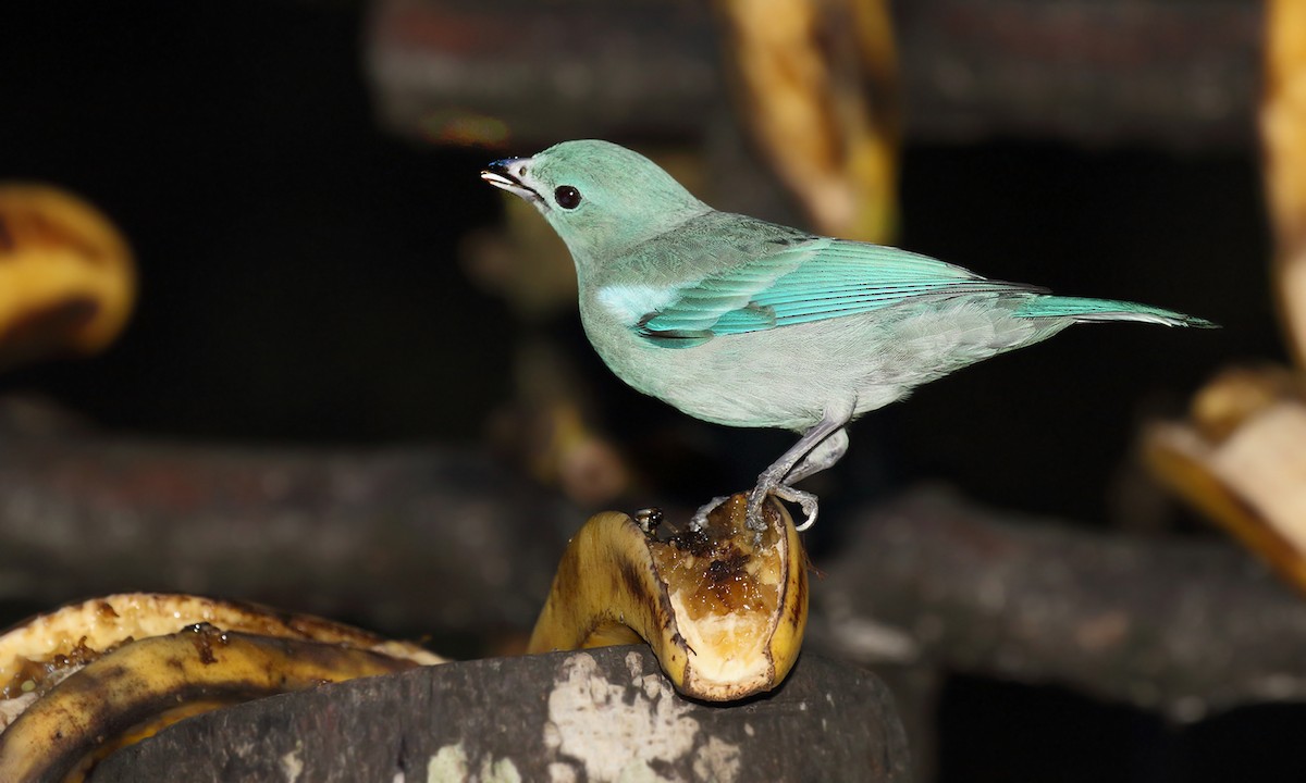Blue-gray Tanager - ML620001401