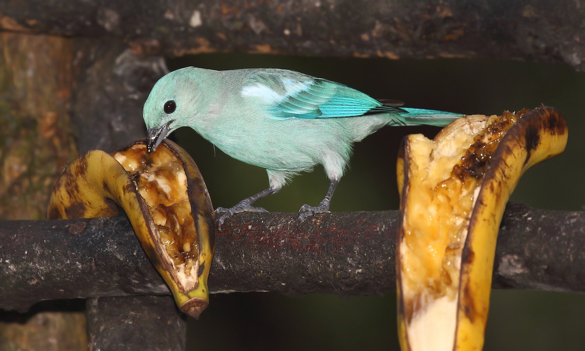 Blue-gray Tanager - ML620001402