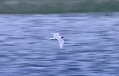 Mediterranean Gull - ML620001407