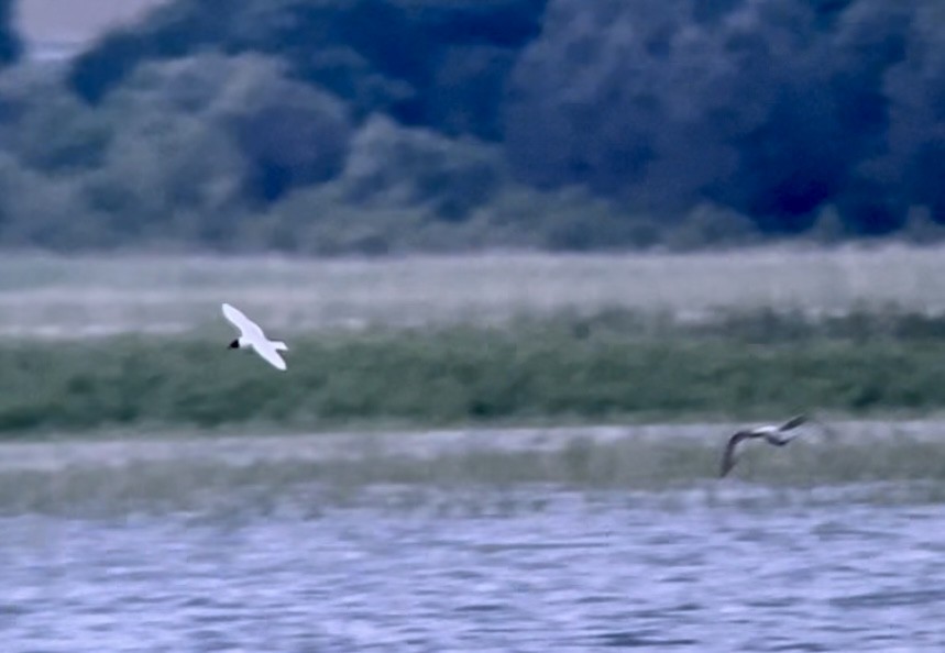 Mouette mélanocéphale - ML620001408