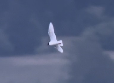 Gaviota Cabecinegra - ML620001409