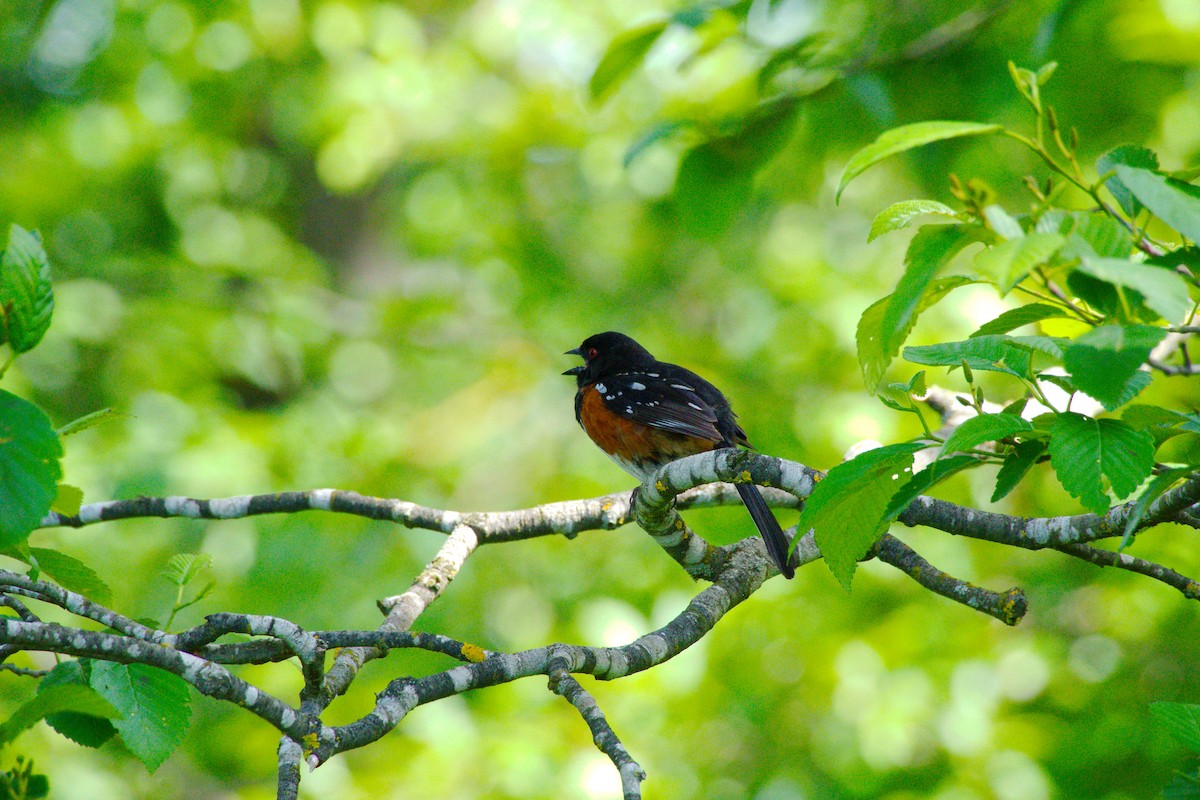Spotted Towhee - ML620001411