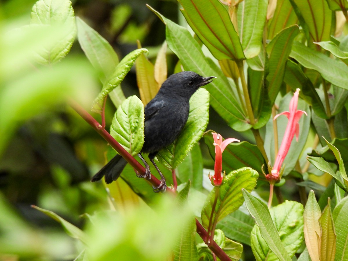 White-sided Flowerpiercer - ML620001412