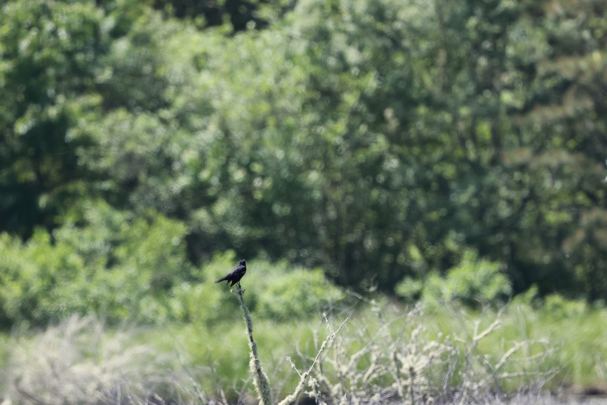 Red-winged Blackbird - ML620001413