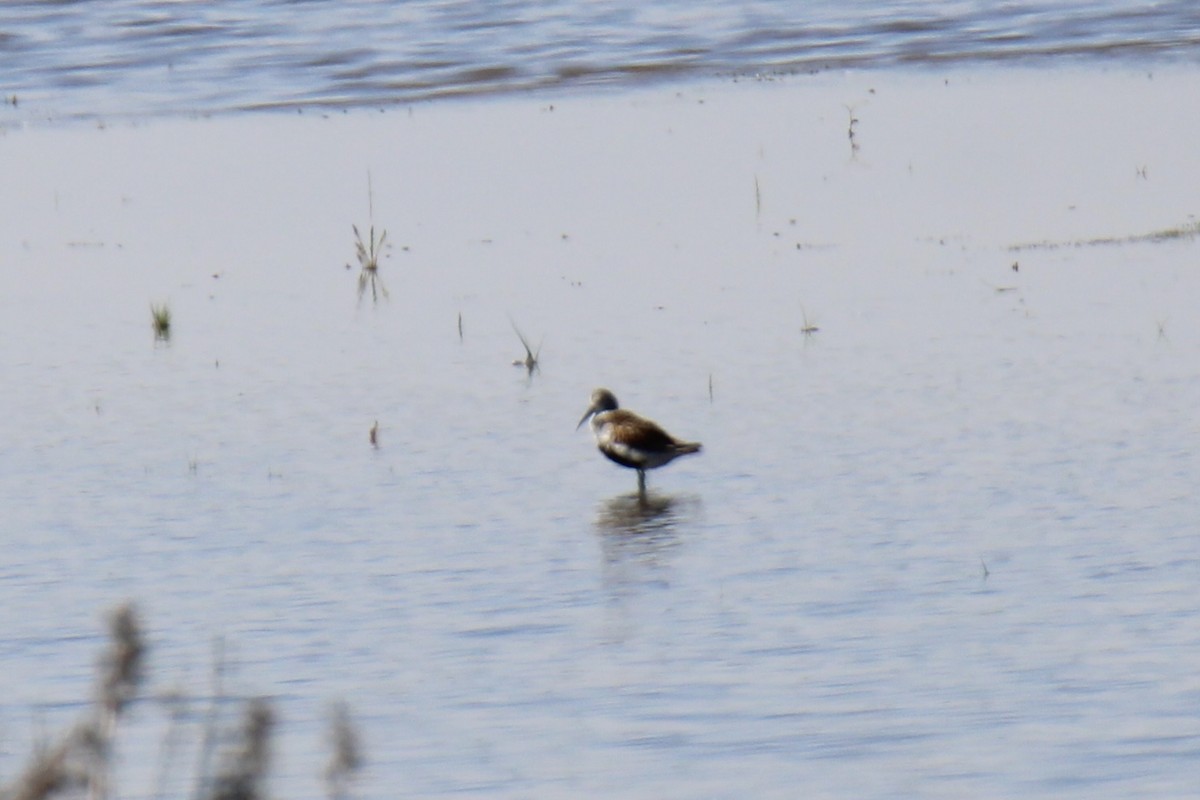 Dunlin - ML620001417