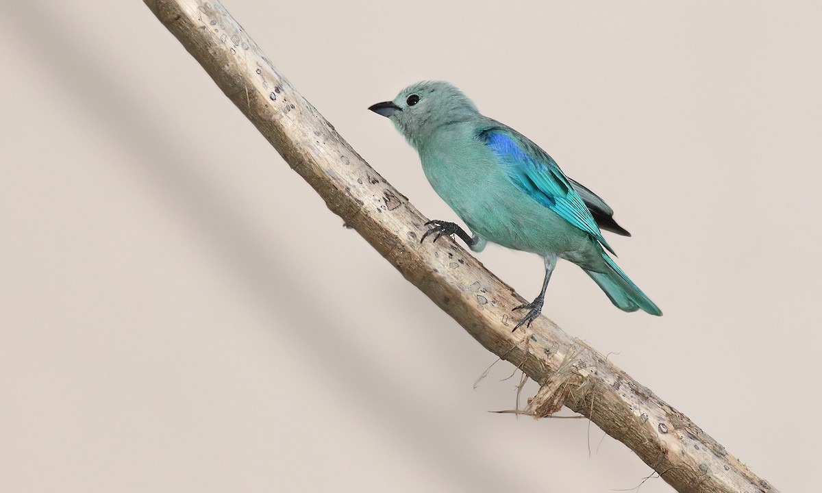 Blue-gray Tanager - ML620001425