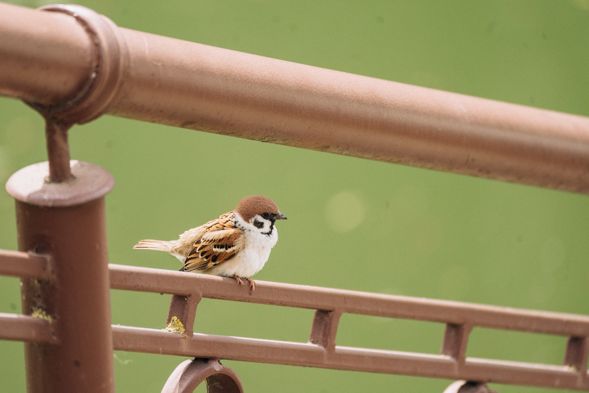 Eurasian Tree Sparrow - ML620001429