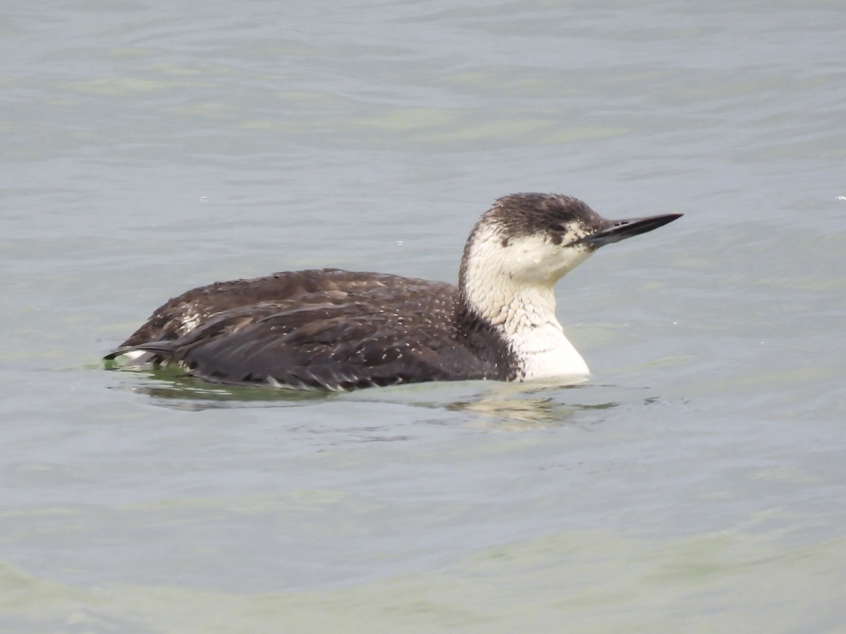 Red-throated Loon - ML620001432