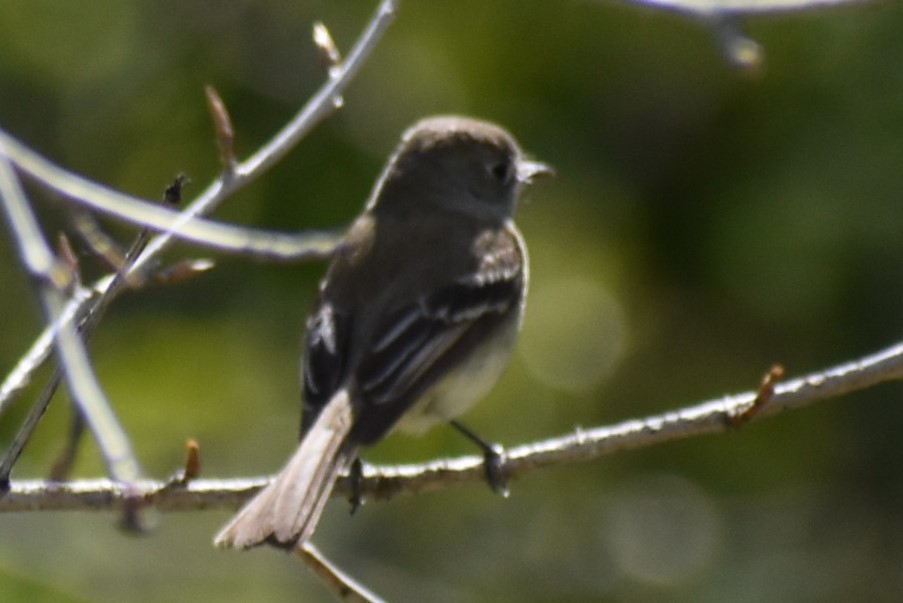 Dusky Flycatcher - ML620001435