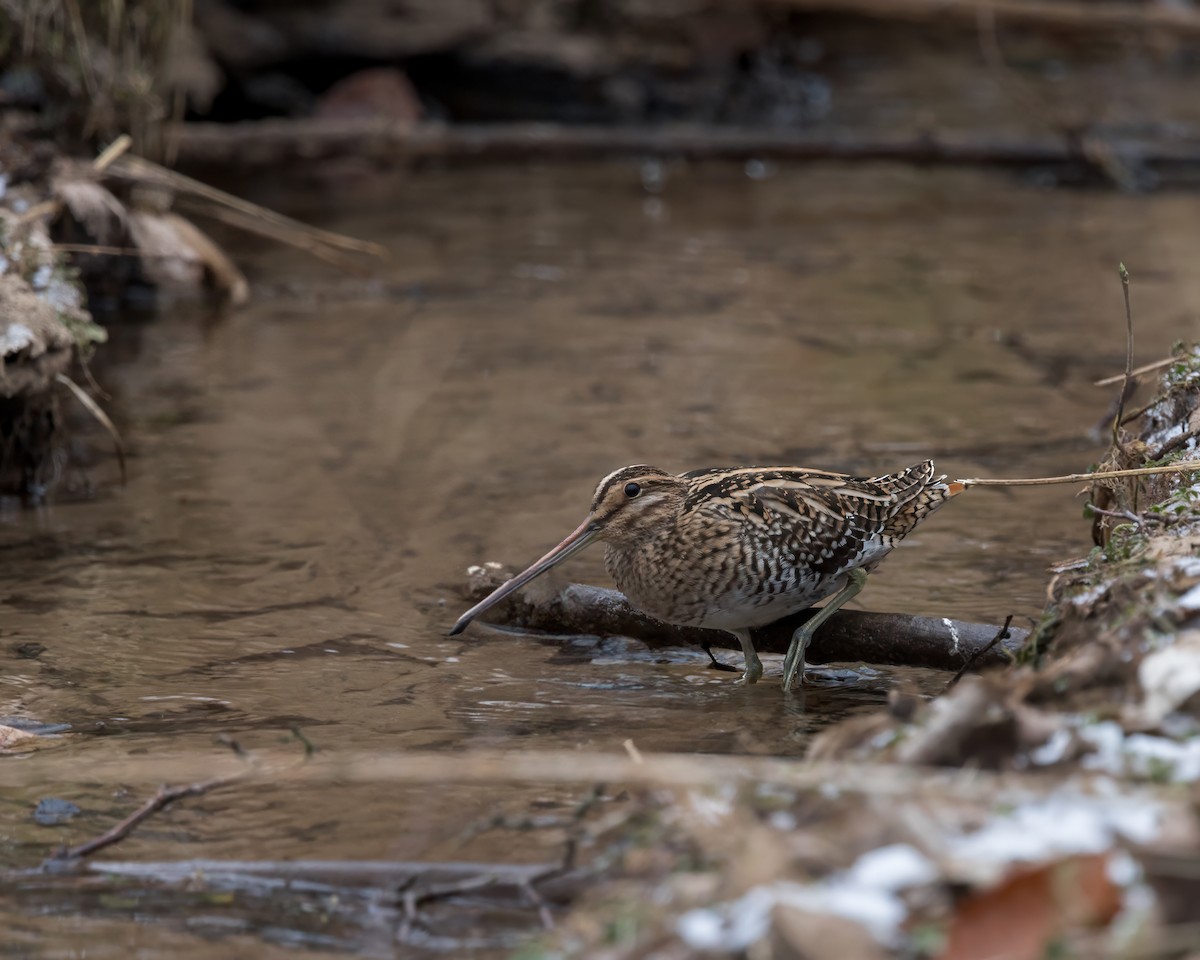 Common Snipe - ML620001439