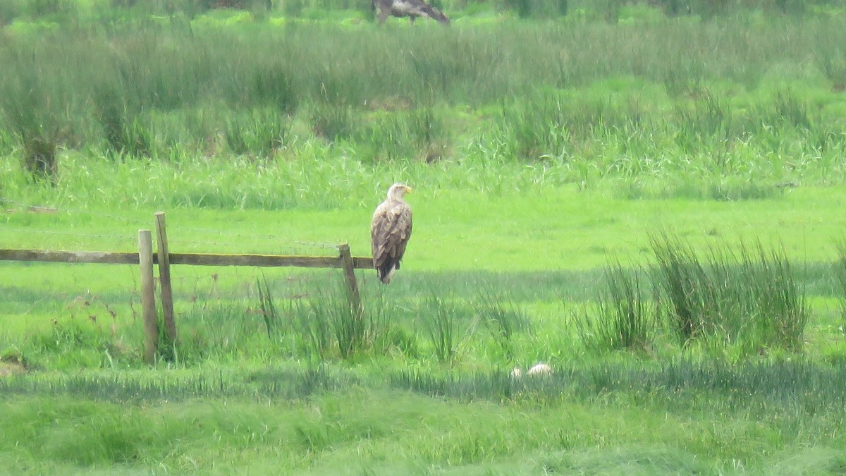 White-tailed Eagle - ML620001443