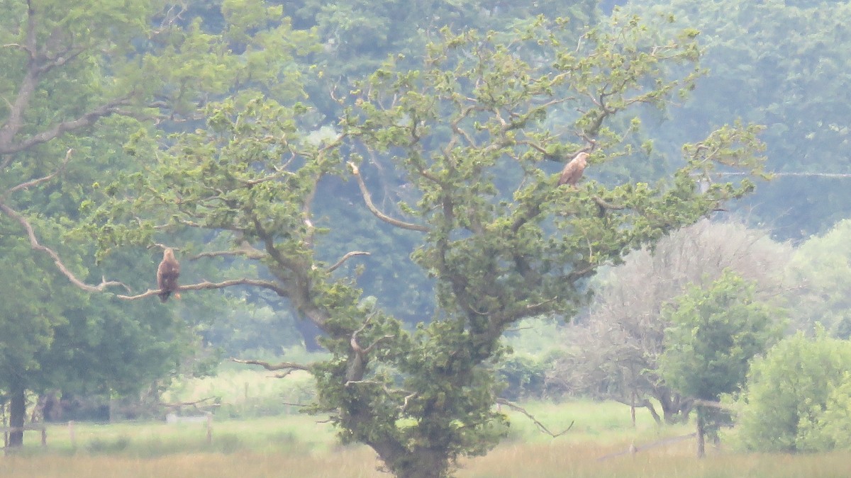 White-tailed Eagle - ML620001445