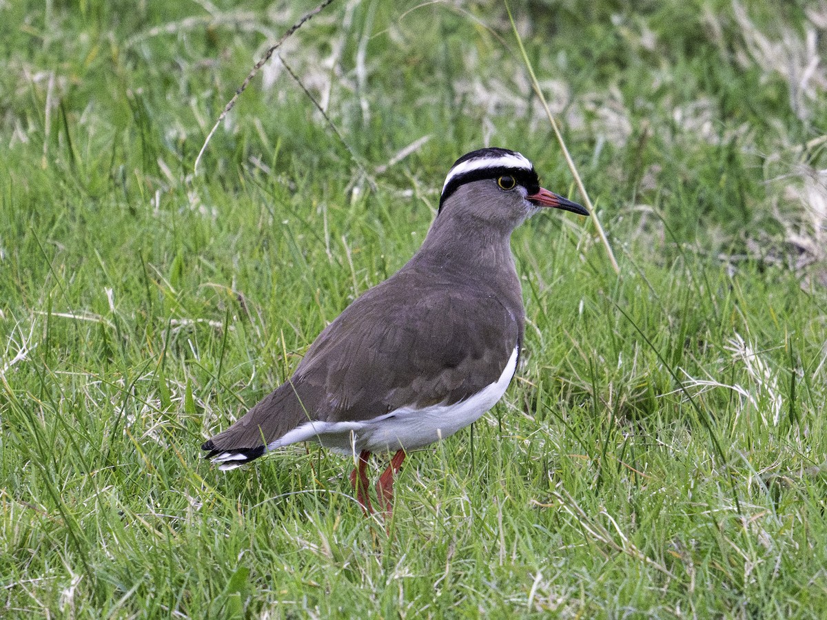 Crowned Lapwing - ML620001447