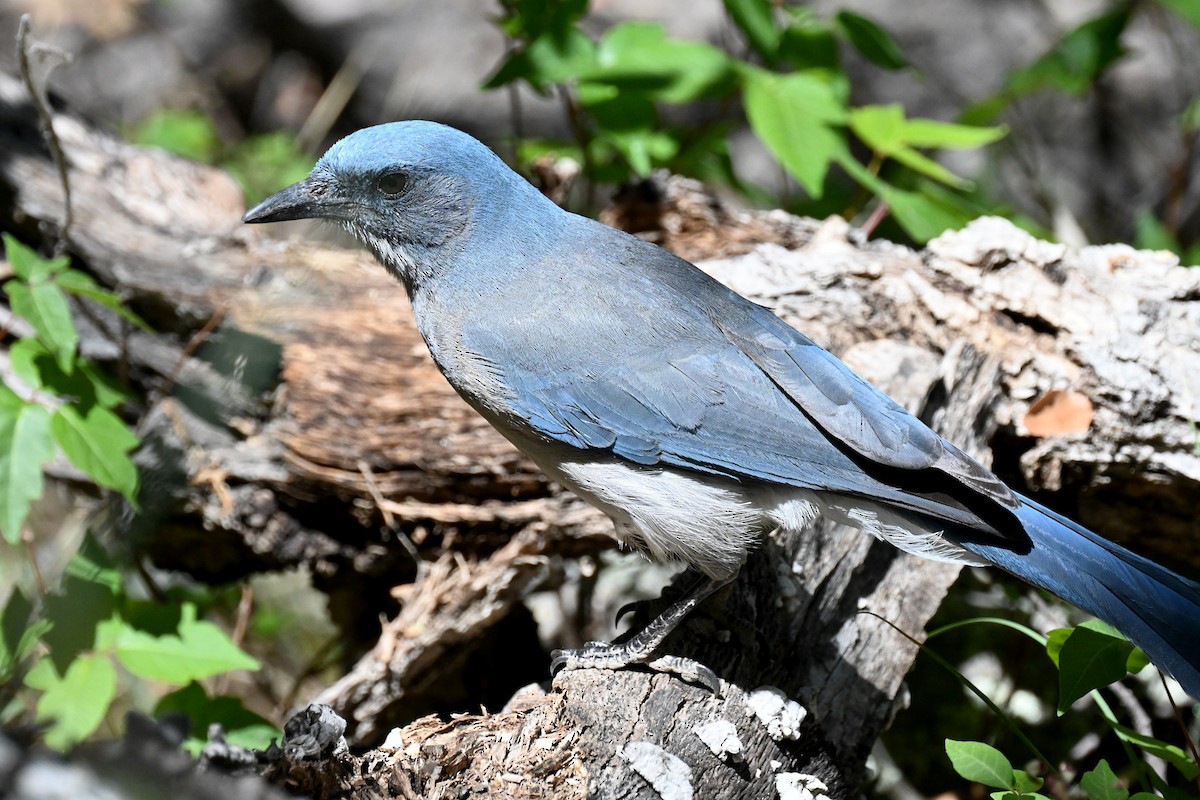 Mexican Jay - ML620001450