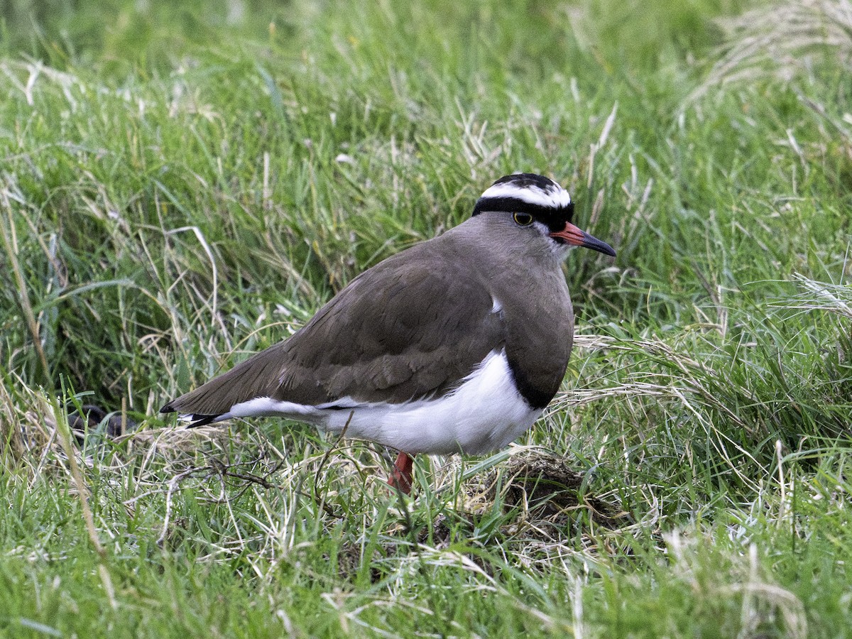 Crowned Lapwing - ML620001451