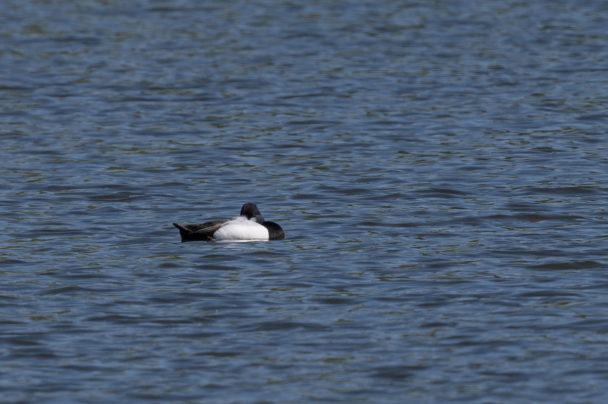 Greater Scaup - ML620001456