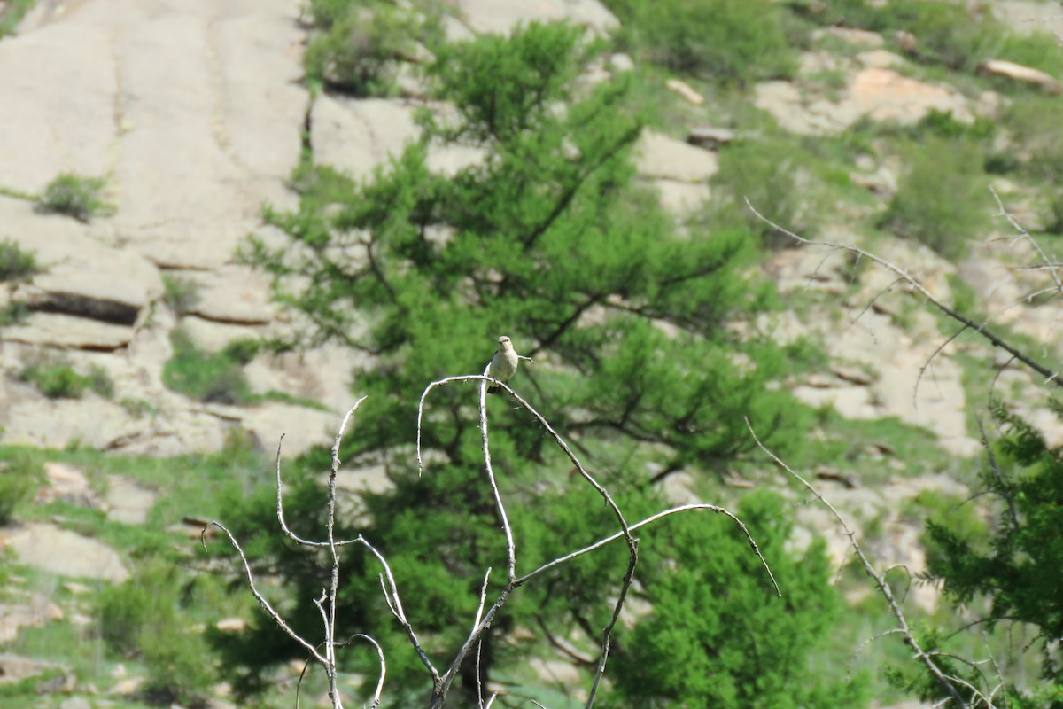 Northern Wheatear - ML620001471