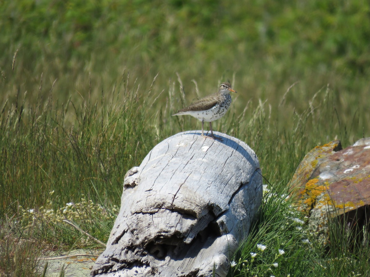 Spotted Sandpiper - ML620001478