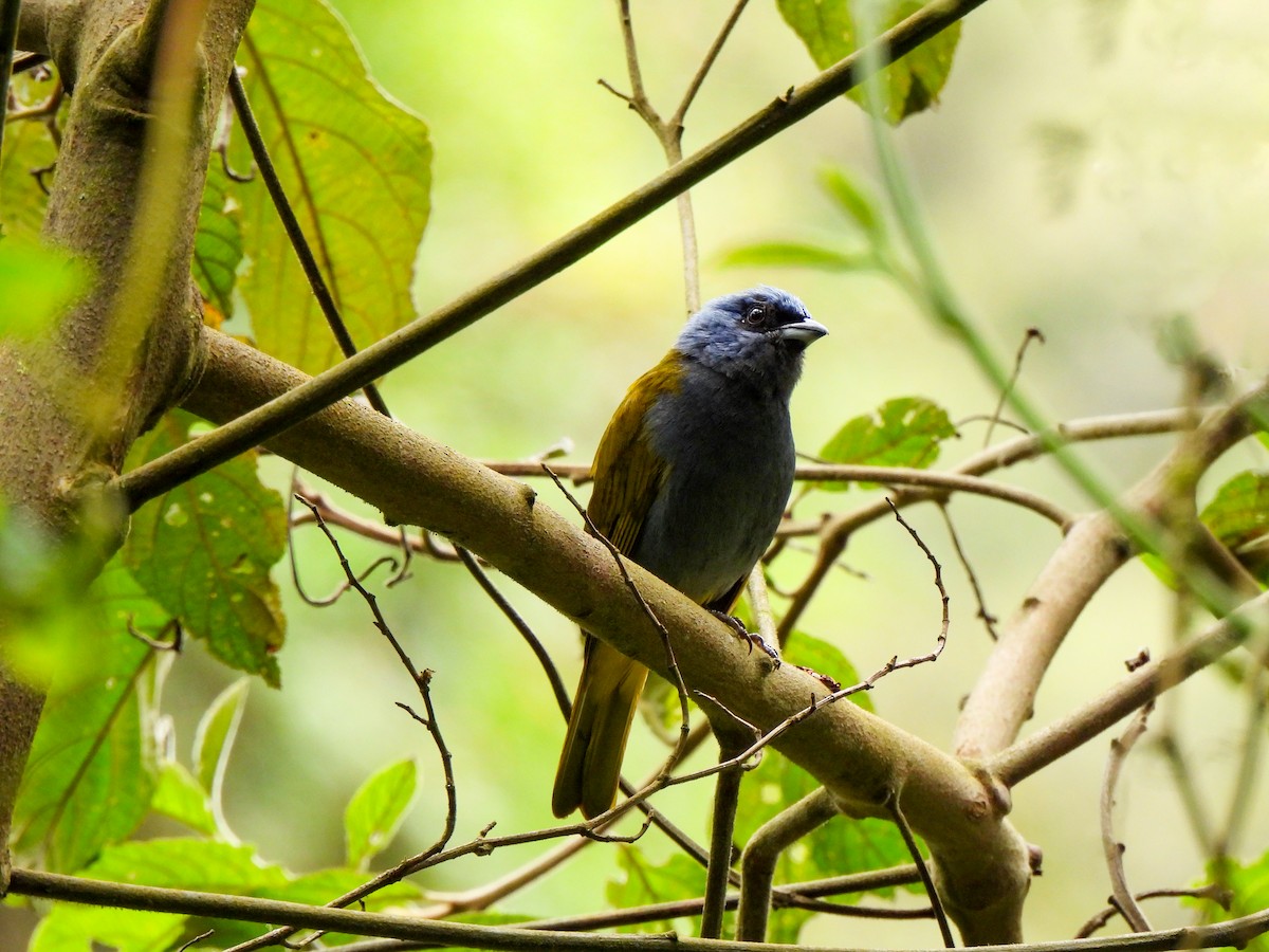 Blue-capped Tanager - ML620001482