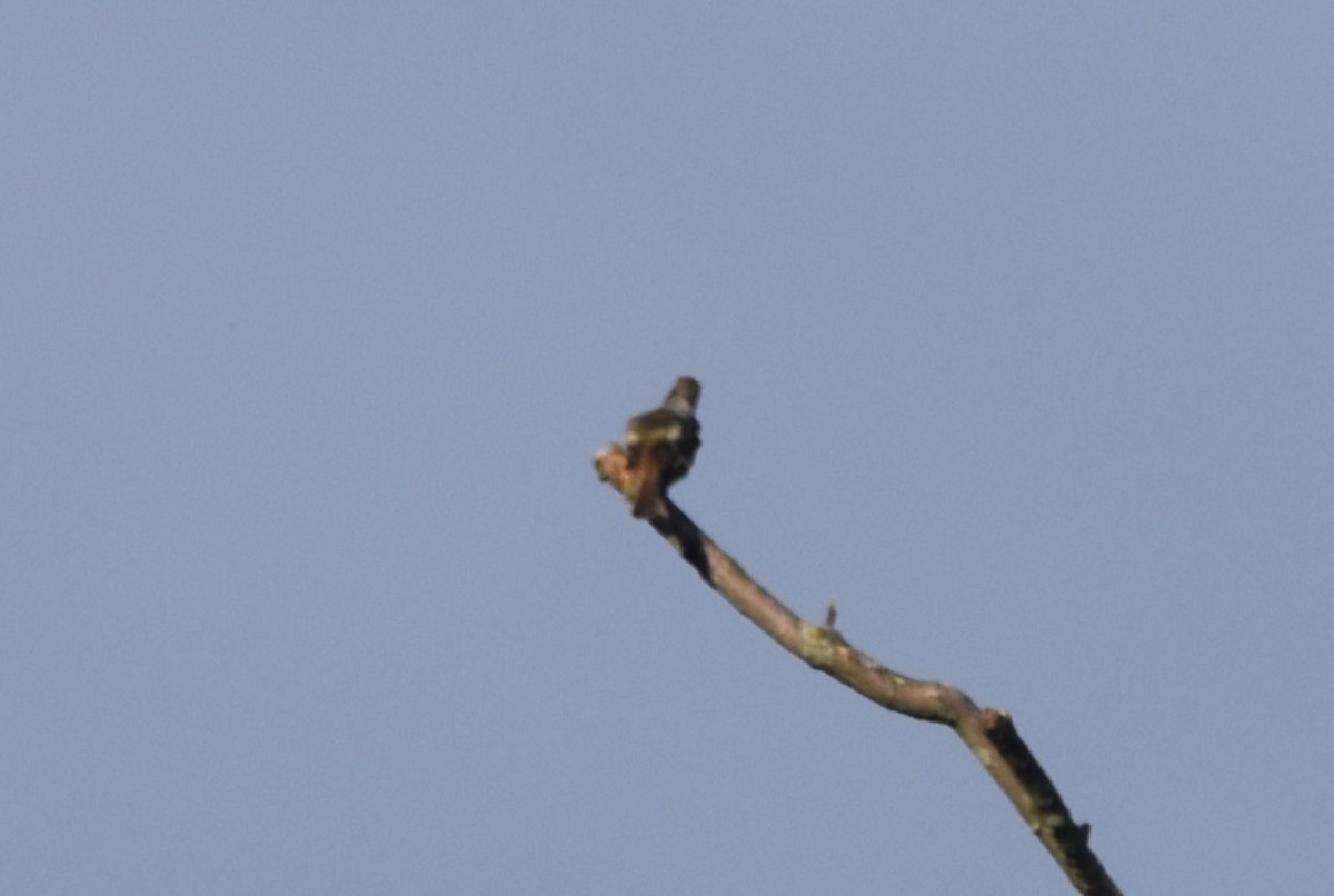 Great Crested Flycatcher - ML620001484