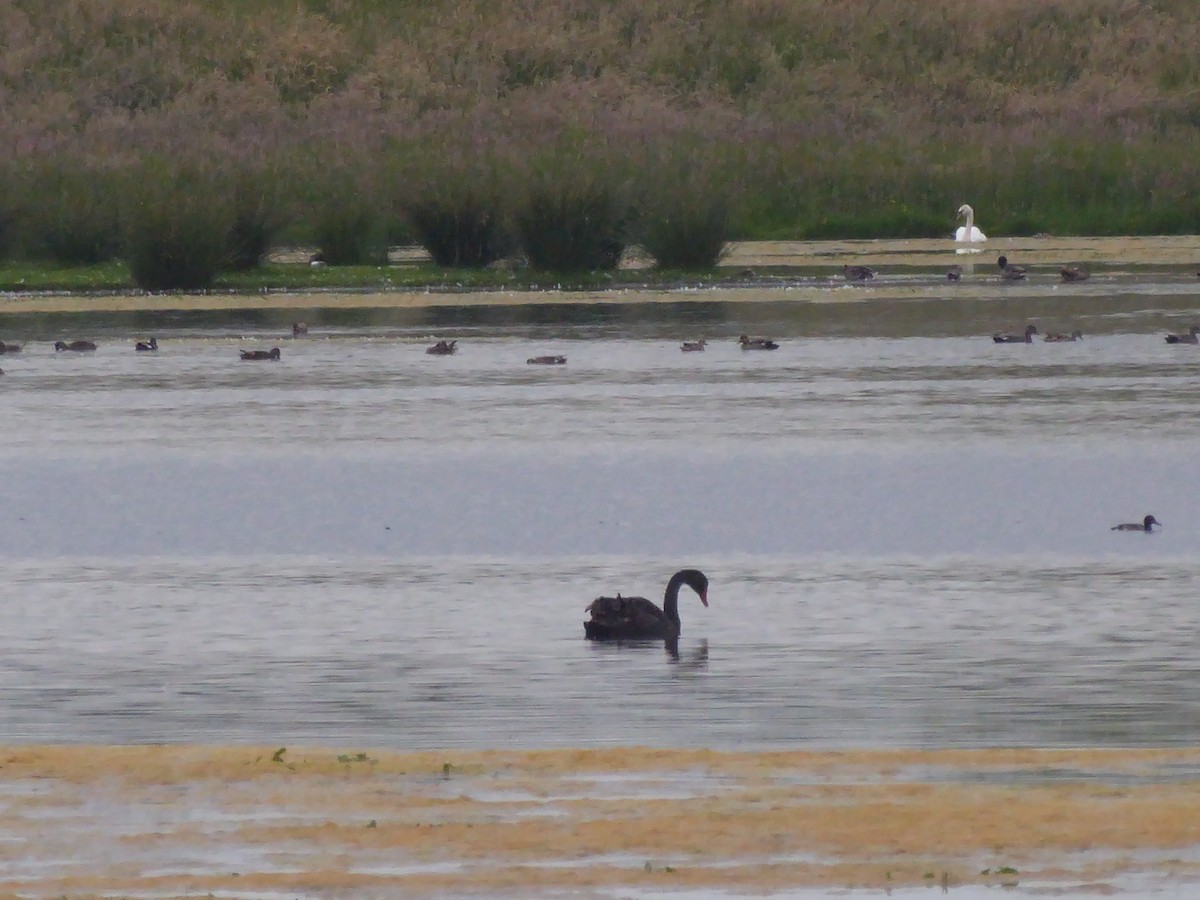 Black Swan - ML620001500