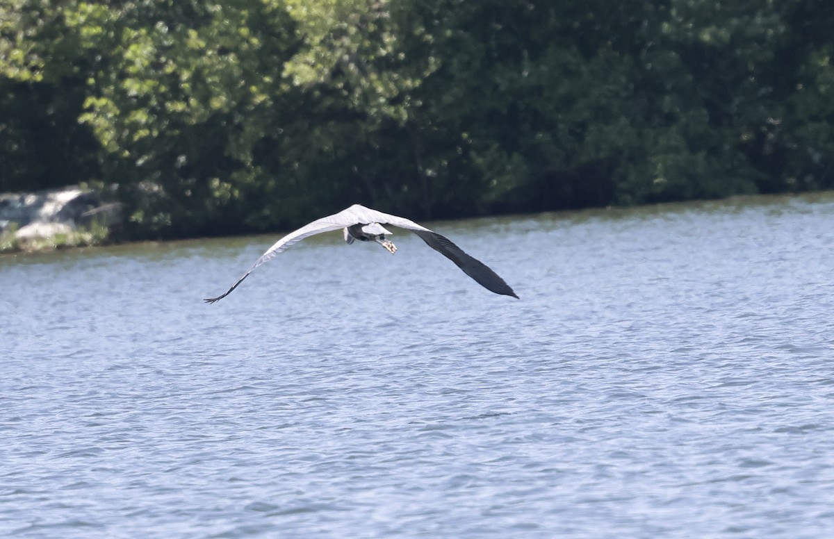 Great Blue Heron - ML620001502