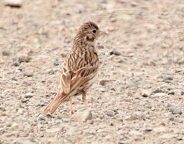 Vesper Sparrow - ML620001504