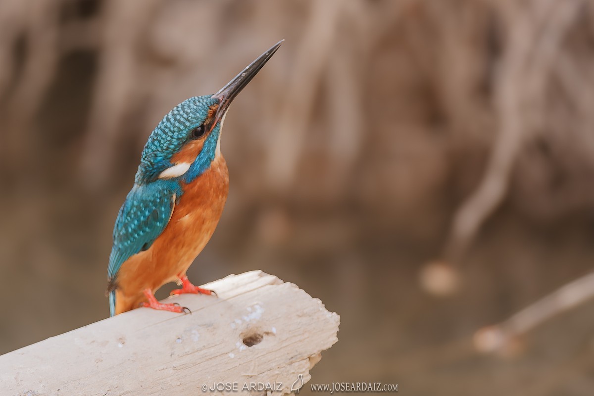 Номин шогшир - ML620001513