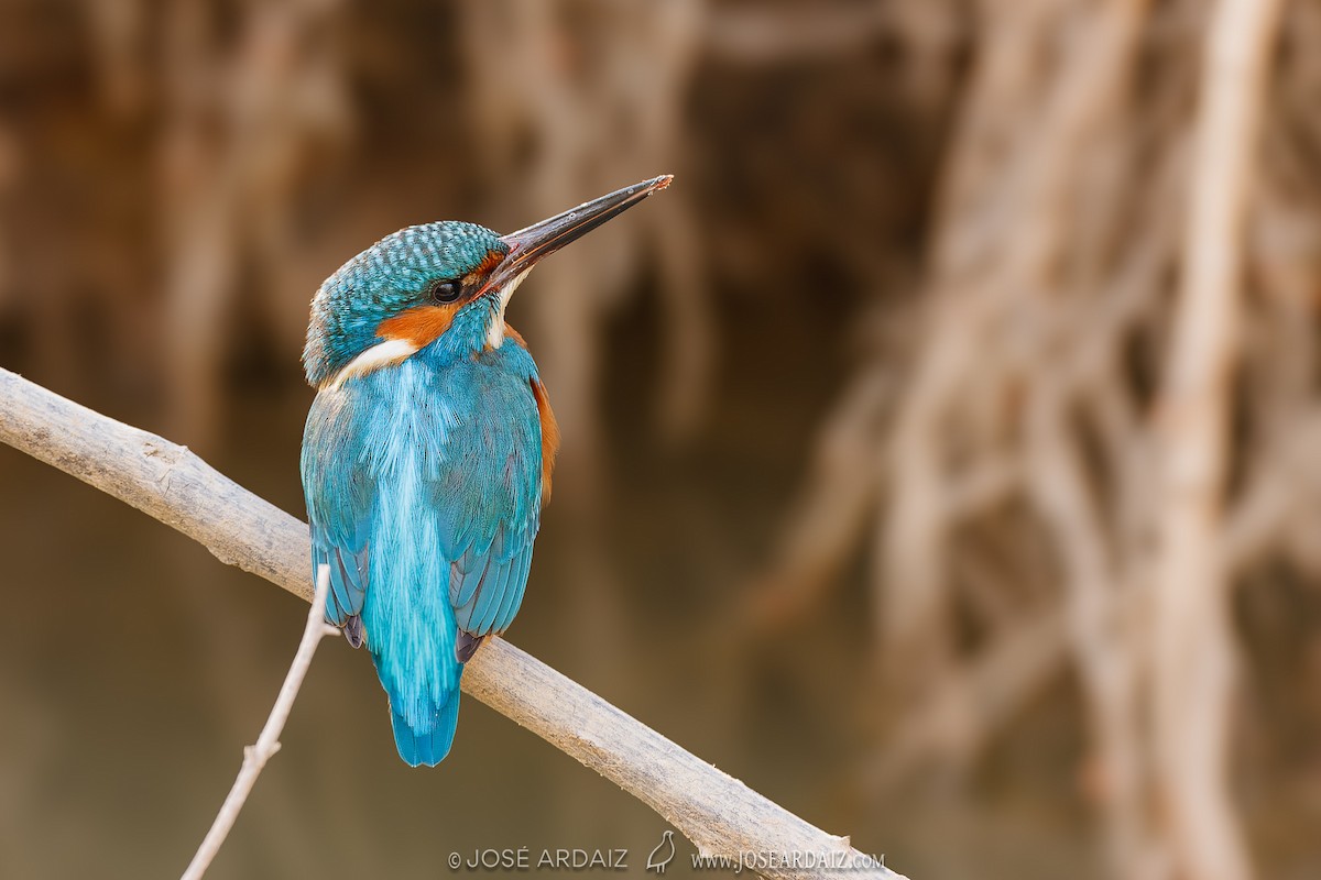 Common Kingfisher - José Ardaiz Ganuza