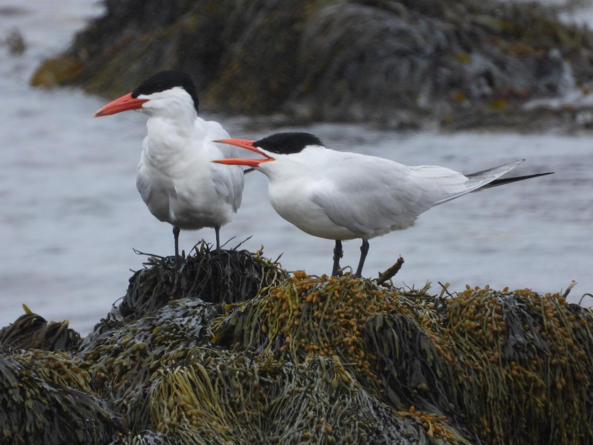 Caspian Tern - ML620001521