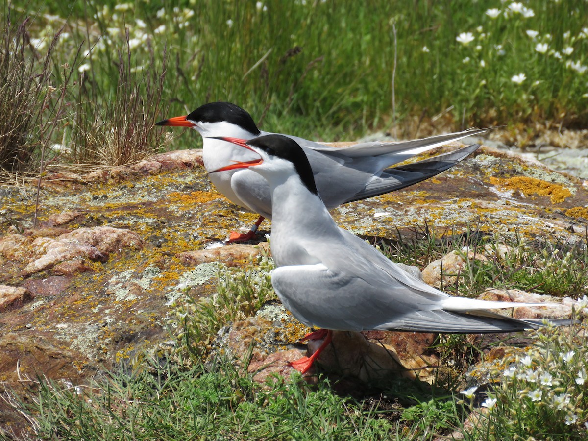 Common Tern - ML620001525