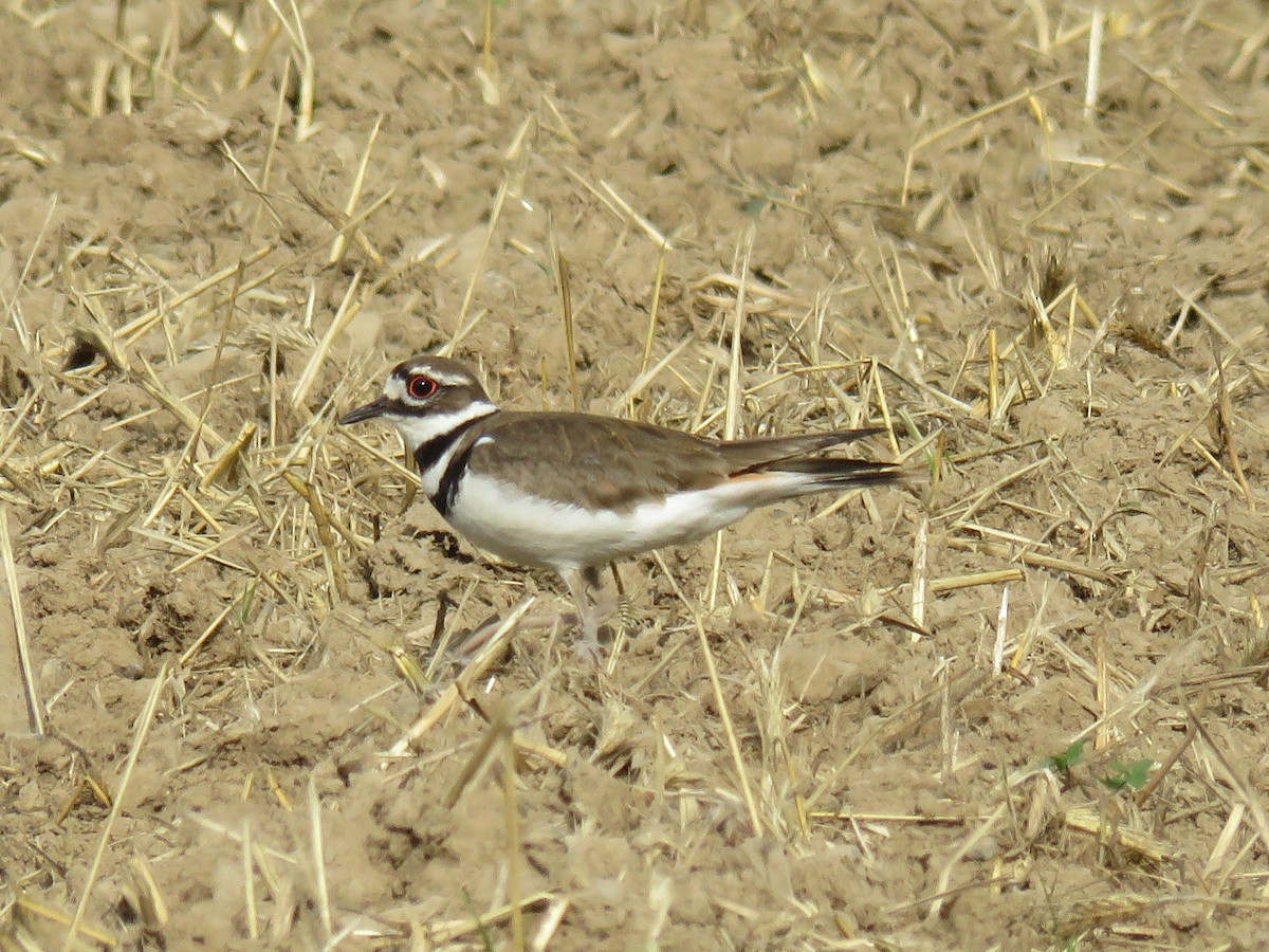 Killdeer - ML620001530