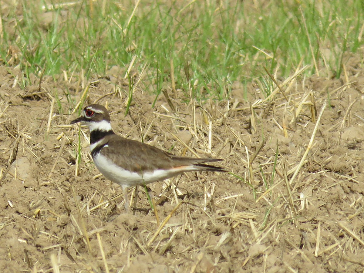 Killdeer - ML620001531