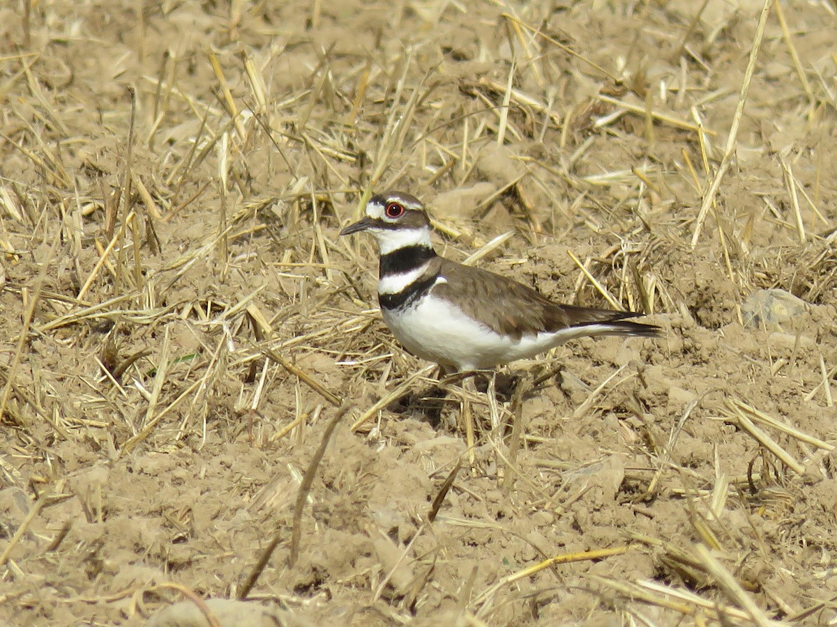 Killdeer - ML620001534