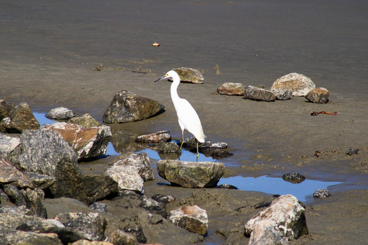 Snowy Egret - ML620001535