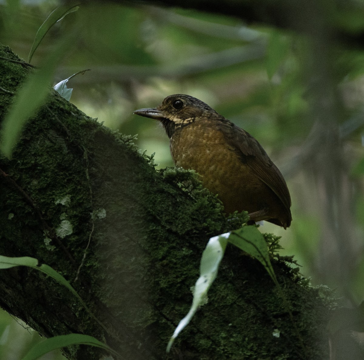 Tachira Antpitta - ML620001546