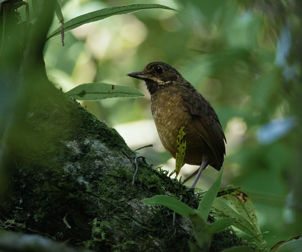 Tachira Antpitta - ML620001547