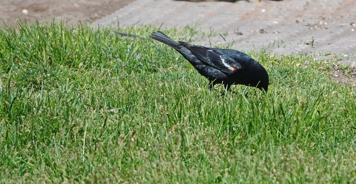 Tricolored Blackbird - ML620001552