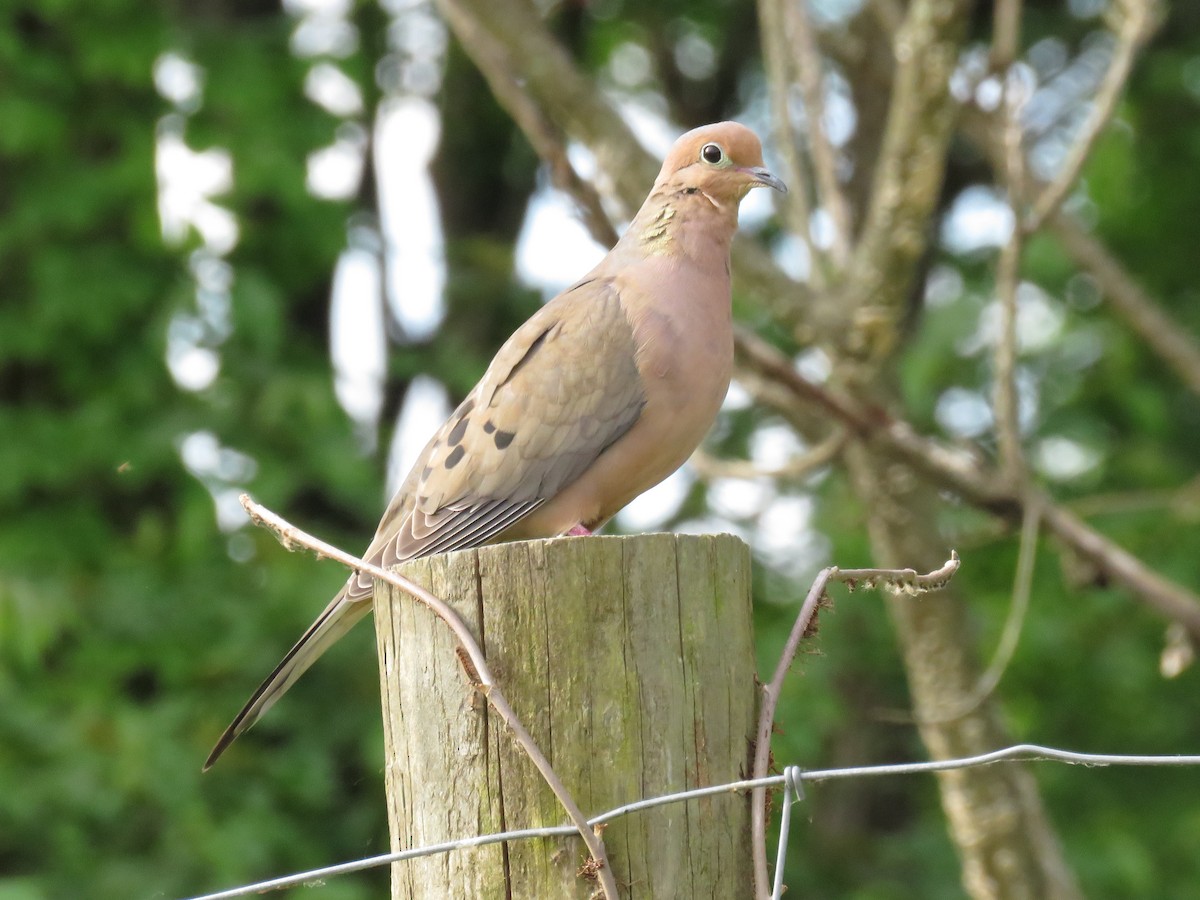 Mourning Dove - ML620001553