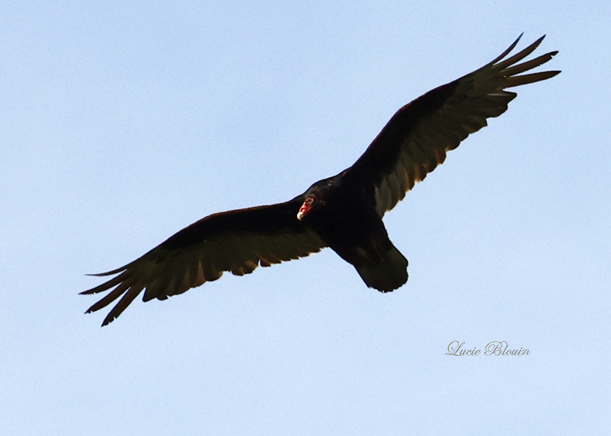 Turkey Vulture - ML620001557