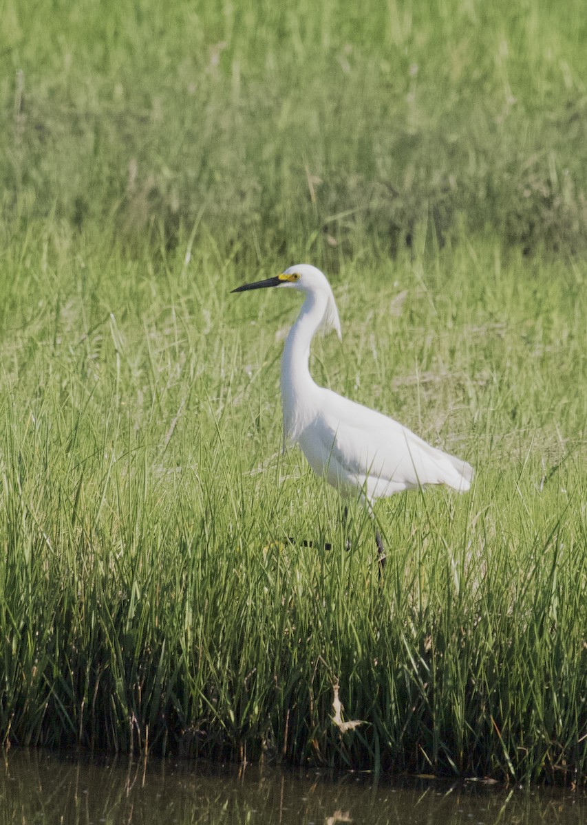 Aigrette neigeuse - ML620001559