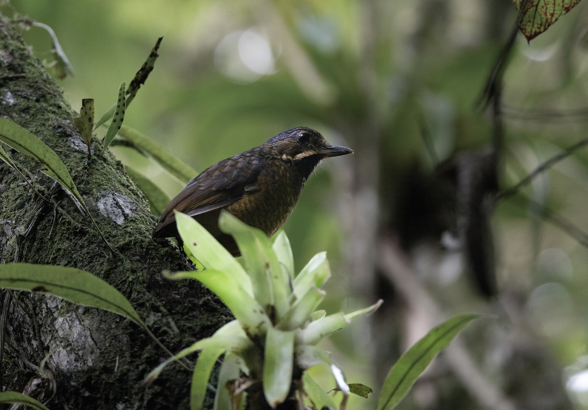 Tachira Antpitta - ML620001564