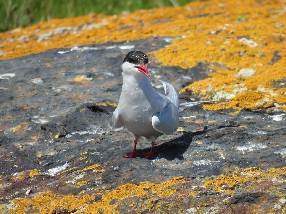 Arctic Tern - ML620001567